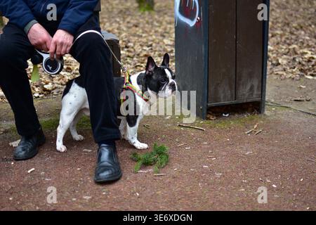 Piccolo cane bulldog francese al guinzaglio in piedi vicino alla panchina con il proprietario nel parco. Scena urbana all'aperto che mostra la cura degli animali domestici, la compagnia e la vita quotidiana nel pub Foto Stock
