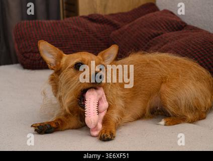 Foto ad alta risoluzione di un piccolo cane simile a un terrier, che mostra un cane piccolo ed energico, simile a un Podengo portoghese o a un Terrier australiano, saltando o p Foto Stock
