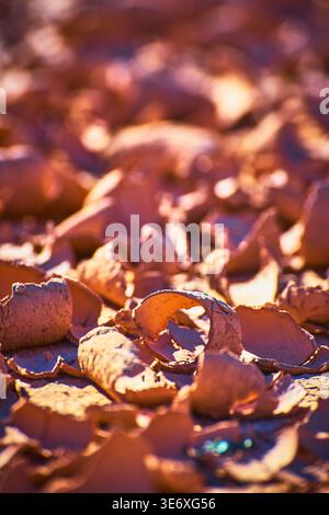 Grana crepa nel fango del deserto alla luce del sole primo piano modello di terra asciutta Foto Stock