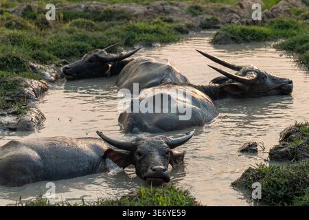Gruppo di bufali d'acqua asiatici che si bagnano e si rilassano in acque fangose nel mezzo del campo agricolo al tramonto. Foto Stock