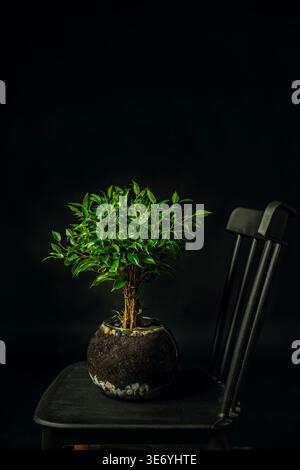 Una pianta di Ficus benjamina "Exotica" con foglie più grandi e ondulate, che mostra una forma elegante e una corona densa e frondosa Foto Stock