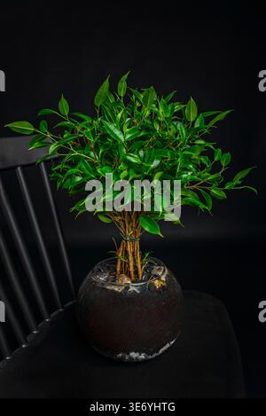 Un bell'esemplare di fico piangente che si avvicina al soffitto, con i suoi rami appesi pieni di fogliame verde scuro e punte che gocciolano naturalmente Foto Stock