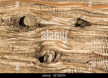 Tre ceppi di nodi di vecchi rami in un'immagine astratta di fondo dettagliata della corteccia invecchiata di un albero di cedro morto in macro primo piano Foto Stock
