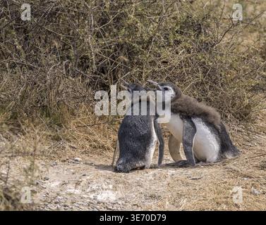 Due pulcini di pinguini magellanici che fuggono e perdono le prime piume a Punta Tombo Foto Stock