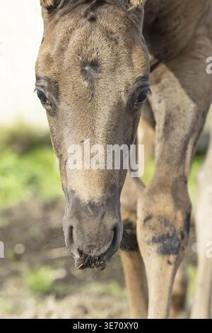 Ritratto di un bellissimo colt nero-marrone che cammina in avanti. primo piano Foto Stock