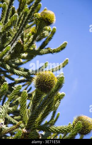 Primo piano dei rami di Monkey Puzzle Tree con coni sferici contro il cielo blu nel Parco del Cile Foto Stock