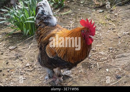 Ritratto di un gallo nell'Aia Foto Stock