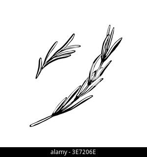 Set botanico rosmarino in linea d'arte vettoriale minimalista. Due ciuffi di erbe profumate per poster di arredamento, cancelleria ecologica, etichette per vasetti di spezie Illustrazione Vettoriale