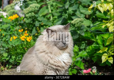 Gatto Ragdoll nel giardino estivo Foto Stock