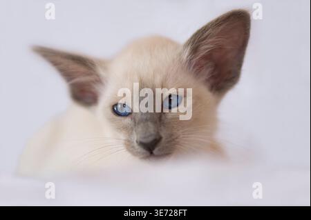 Ritratto di un gattino balinese Foto Stock
