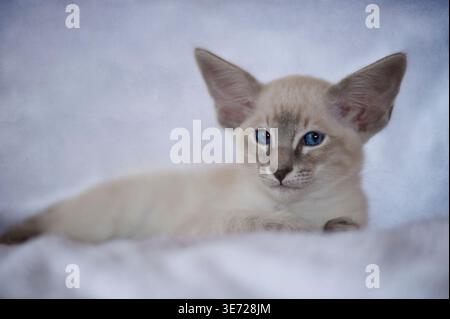 Ritratto di un gattino balinese Foto Stock