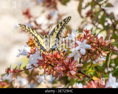 Una farfalla a coda di rondine su una fioritura autunnale Foto Stock