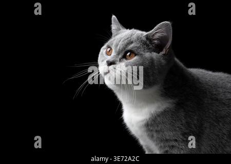 vista profilo ritratto di un gatto britannico shorthair bianco blu su sfondo nero Foto Stock