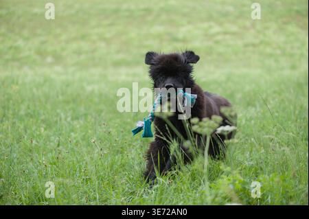 Il cucciolo di Newfoundland si diverte nel prato Foto Stock