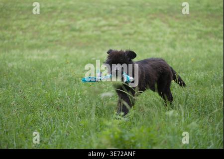 Il cucciolo di Newfoundland si diverte nel prato Foto Stock