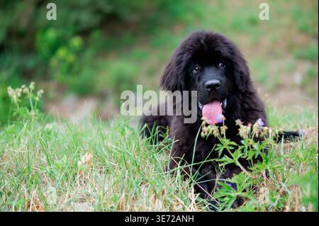 Ritratto di un cucciolo di Terranova nel prato Foto Stock