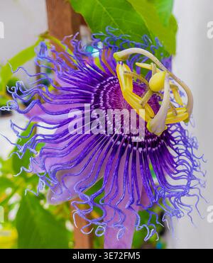 Fiore della passione viola (Passiflora incarnata) Foto Stock