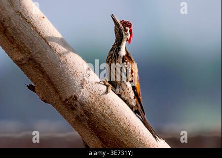 Il bordino nero, noto anche come picchio dorato minore o dorato inferiore. Foto Stock