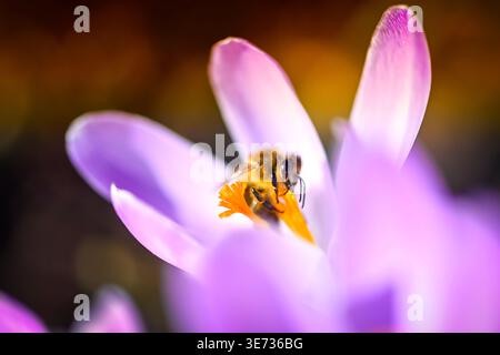 Api mellifere, Apis mellifera, fiori di croco in primavera Foto Stock