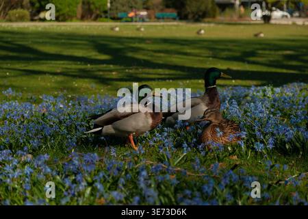Un gruppo di anatre domestiche, tra cui le prosciughe e una gallina, si riuniscono in un lussureggiante campo di fiori primaverili blu sotto il caldo bagliore della luce del parco Foto Stock
