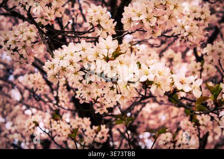 Un ramo lussureggiante e pieno di ciliegi in fiore di picco. I fiori sono densamente pieni, con delicati petali bianchi e rosa Foto Stock
