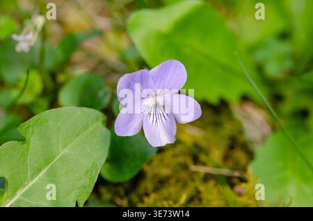 Viola foresta di colore viola chiaro mostrato da vicino tra foglie verdi e muschio. Foto Stock