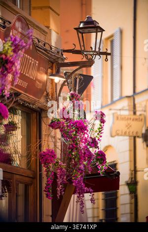 Bougainvillea in via Guglielmo Oberdan a Bologna Foto Stock