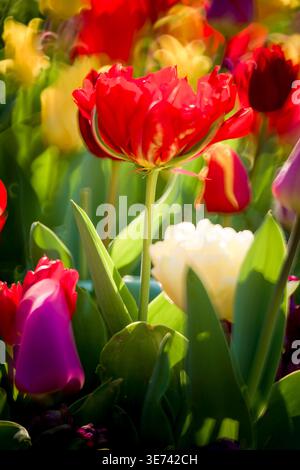 Predoni di primavera, tulipani colorati, primo piano Foto Stock