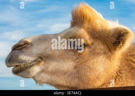 Primo piano della testa dei giovani cammelli Foto Stock