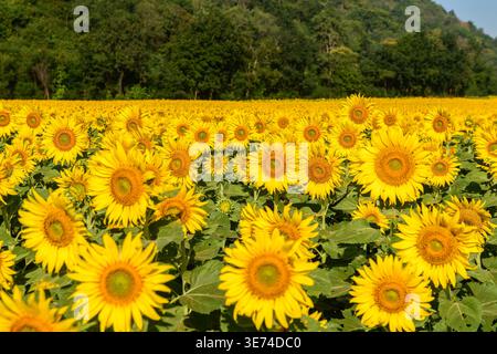 Un vibrante campo di girasole in piena fioritura sotto la luce del sole con montagne verdi e sfondo della foresta. Infinite file di girasoli gialli creano un essere Foto Stock