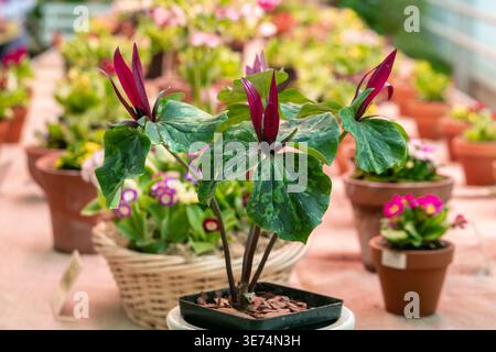 Fioritura del trillio rosso. Trillium cloropetalum fiore con fiori rossi e grandi foglie verdi Foto Stock