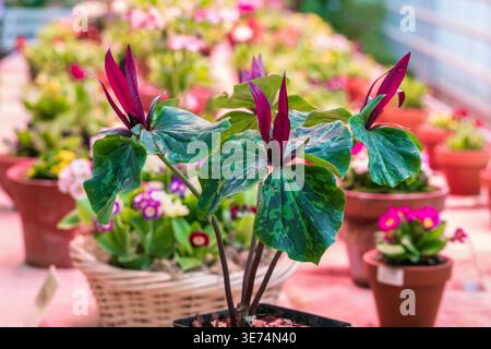 Fioritura del trillio rosso. Trillium cloropetalum fiore con fiori rossi e grandi foglie verdi Foto Stock