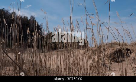 Erba di canna secca su dune costiere sabbiose vicino al Mar Baltico in Lettonia Foto Stock