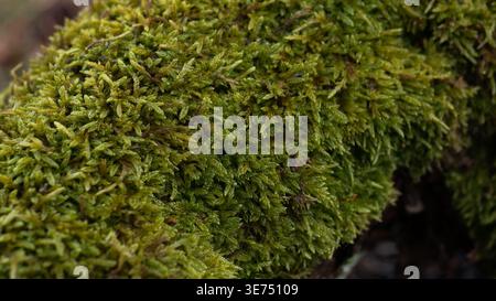 Primo piano del Dicranum Moss Cushion on Forest Log — texture verde lussureggiante Macro Bryophyte Foto Stock
