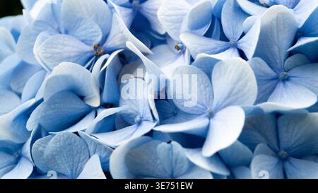 Gruppo dettagliato di fiori di ortensia blu vibranti (Hydrangea macrophylla) in vista macro ravvicinata, luce naturale. Foto Stock
