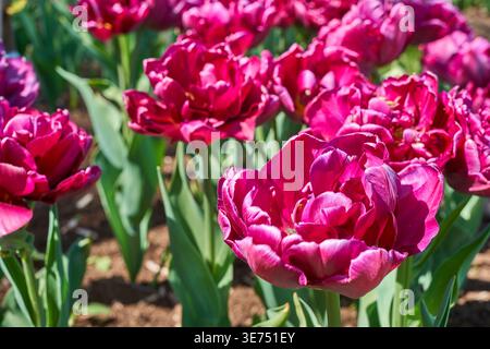 Vista ravvicinata di vibranti tulipani doppi magenta (Tulipa) in piena fioritura che crescono in un'aiuola. I fiori mostrano più strati densamente impilati, Foto Stock