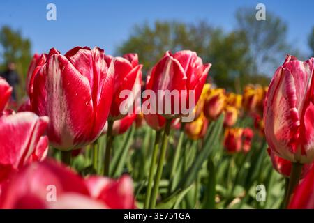 Vista ravvicinata di tulipani vivaci rossi e bianchi screziati in piena fioritura al Giardino Botanico dell'Università Vytautas Magnus di Kaunas. Il primo piano Foto Stock