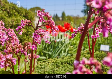 Vista ravvicinata di piante fiorite rosa con grappoli di piccoli fiori su steli bruno-rossastri a fuoco netto in primo piano. In sfocato Foto Stock
