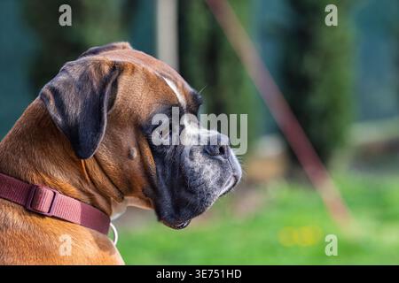 Profilo ravvicinato di un cane pugile marrone con colletto rosso, che guarda attentamente all'aperto in un giardino verde con morbido sfondo bokeh, trasportando cal Foto Stock