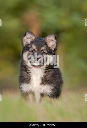Simpatico cucciolo di cane da pastore islandese, una donna tricolore nera dai capelli lunghi di otto settimane, seduta fedelmente in un prato verde Foto Stock