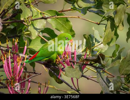 Pappagallo verde appeso vernale che si nutre di fiori. Questa foto è stata scattata dal Bangladesh. Foto Stock