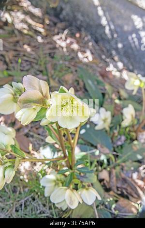 Le rose di Natale fioriscono nel giardino ad aprile Foto Stock