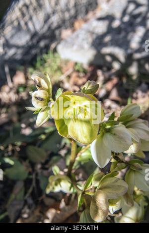 Le rose di Natale fioriscono nel giardino ad aprile Foto Stock