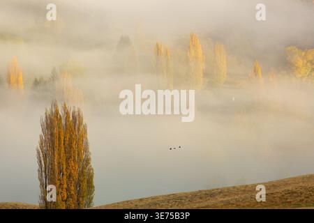 Alberi autunnali e nebbia mattutina nella valle di Shotover, Queenstown, Otago, nuova Zelanda Foto Stock
