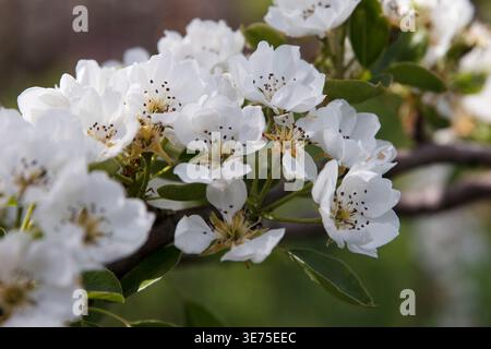 Rami in fiore bianco pera con fiori delicati e foglie verdi. La scena cattura la bellezza della primavera in natura Foto Stock