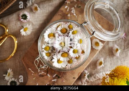 Preparazione di sciroppo di erbe da comuni fiori a margherita in un vaso di vetro Foto Stock