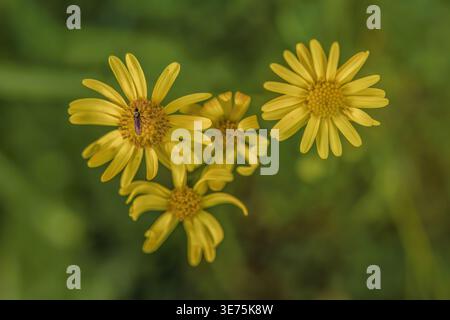 Una piccola mosca nera su uno dei quattro fiori di ragwort a foglie strette, in un giardino nelle montagne andine orientali della Colombia centrale, vicino all'Iguaque natur Foto Stock
