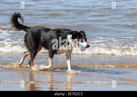 Fine settimana festivo di Pasqua. I cani si divertono a nuotare nel Mare d'Irlanda con la palla ad Ainsdale Beach. Foto Stock