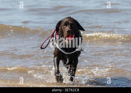 Fine settimana festivo di Pasqua. Cani che si divertono a fare un tuffo nel mare irlandese. Foto Stock