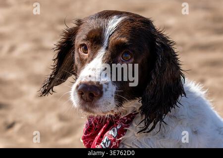 Fine settimana festivo di Pasqua. Cani che si divertono a fare un tuffo nel mare irlandese. Foto Stock